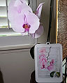 gallery/Flower_and_Birds/Pink_phal (2)_S.jpg